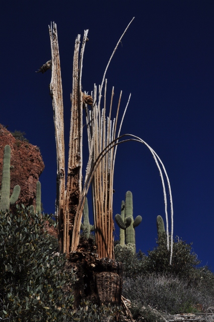 Saguaro skeleton
